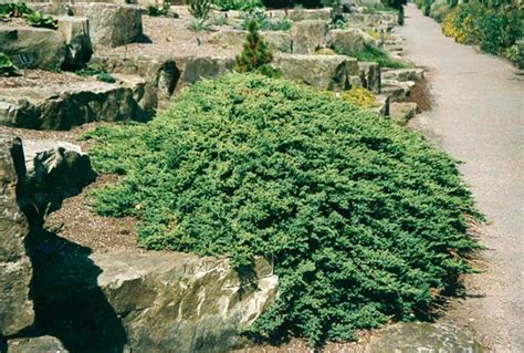 Juniperus Procumbens ‘nana Cedar Lodge Nurseries