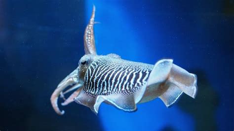 What Do Goblin Sharks Eat? Unmasking The Goblin Shark's Diet - Feeding