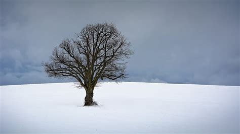 Royalty Free Photo Naked Tree On Snow Field PickPik