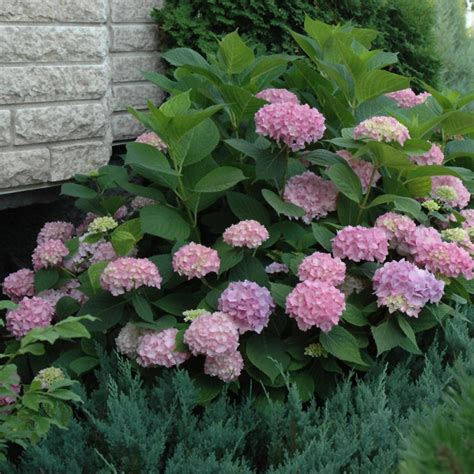 Endless Summer Hydrangea - Hydrangea Macrophylla