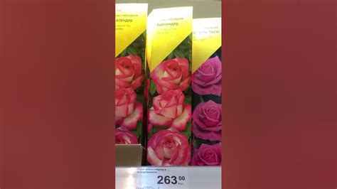 Обалденные саженцы роз в Леруа Мерлен. - YouTube