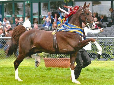 Decline Of Hackney Horse Extremely Concerning Your Horse