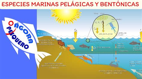 ESPECIES MARINAS PELÁGICAS Y BENTÓNICAS YouTube