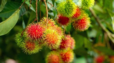 Rambutan Tre