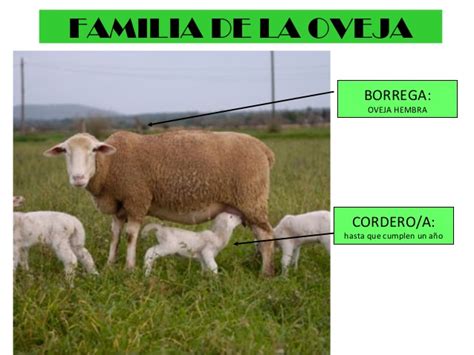 Blog 1º De Infantil 2019 2020 La Oveja 1