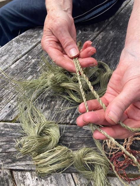 harakeke     simple flax otago daily times  news