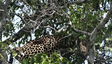 Exciting 3 Days Kenya Budget Safari Maasai Mara