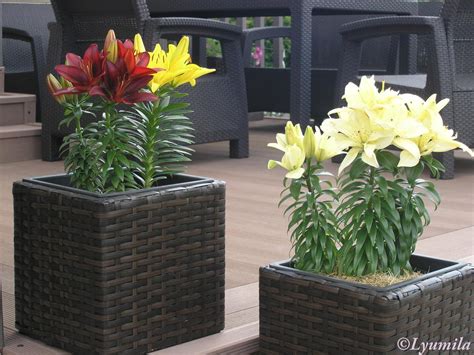 Детки растут и мой сад тоже! | Страна Мастеров