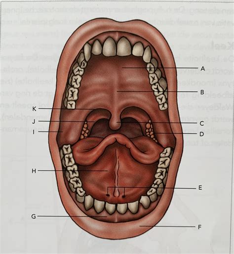 Mondholte Anatomie Diagram Quizlet