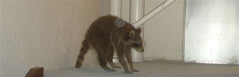 How To Catch Raccoon With A Snare Pole