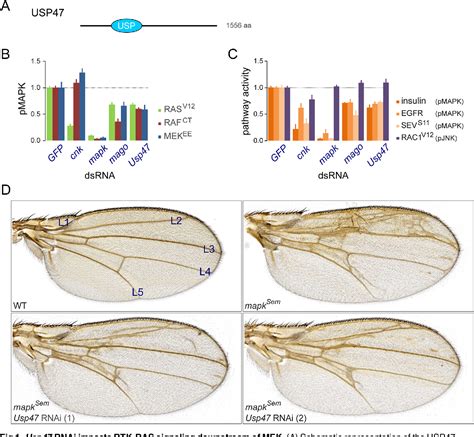 Figure From The Deubiquitinase Usp Stabilizes Mapk By Counteracting