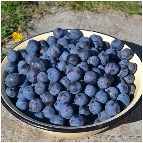 New beginnings – a good life | My Food Odyssey