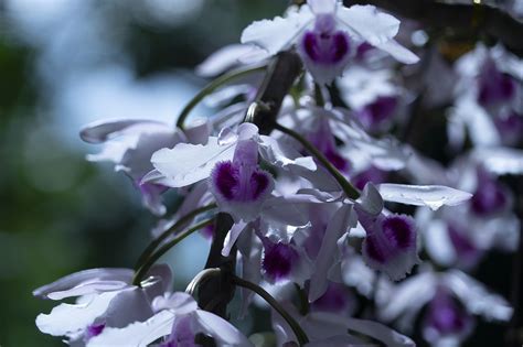Orchids Flowers Orchid Free Photo On Pixabay Pixabay