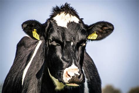 Scientists Create First Transgenic Cow Producing Human Insulin In Milk