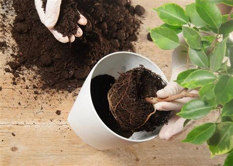 Фикус Бенджамина: уход в домашних условиях, пересадка и размножение, фото