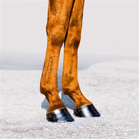 Horse Leg With Hoof Skin Of Chestnut Horse Animal Hoof Close Up Stock