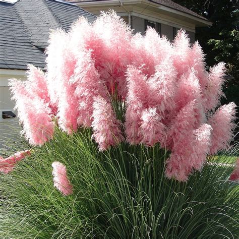 Różowa TRAWA PAMPASOWA Cortaderia ROSE PLUME Duże sadzonki XL Doniczki ...