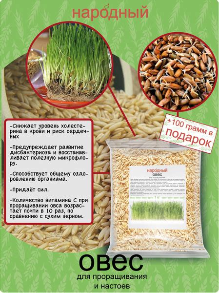 Овес для заваривания, отваров и настоя, для проращивания. Микрозелень ...