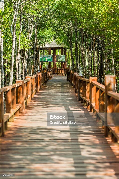 Bagian Dalam Hutan Bakau Foto Stok Unduh Gambar Sekarang 2015 Alam