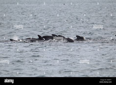 Long Finned Pilot Whales Globicephala Melas Lerwick Shetland Islands