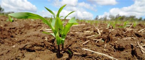 Mapa Lan A Agronordeste Plano Para Alavancar Desenvolvimento Da