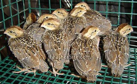 Bobwhite Quail