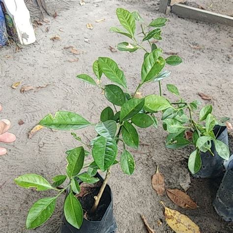 Anak Pokok Limau Kasturi Shopee Malaysia