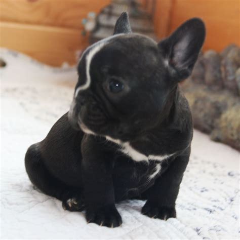 Black French Bulldog Puppies For Sale - Pets Lovers