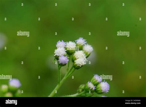 Macro shot Bandotan Ageratum conyzoides es un tipo de maleza agrícola