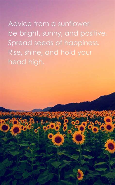 23 Beautiful Sunflower Quotes with Images