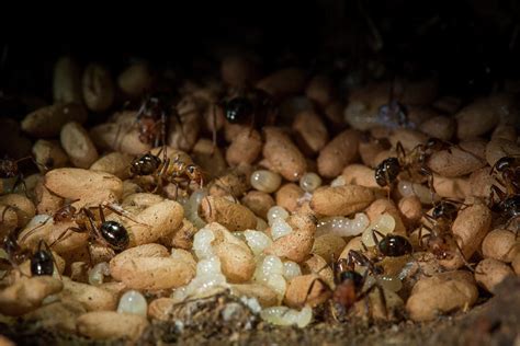 Larvae And Pupae In Mound Of Allegheny Mound Ant 2 Photograph By Paul Williams