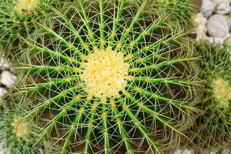 The Top View Of Golden Barrel Cactus Cactus Planted In The Desert