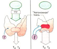 Гипертиреоз — SportWiki энциклопедия
