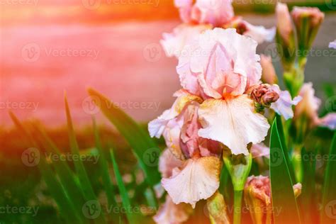 Bright colorful iris flowers 10027374 Stock Photo at Vecteezy