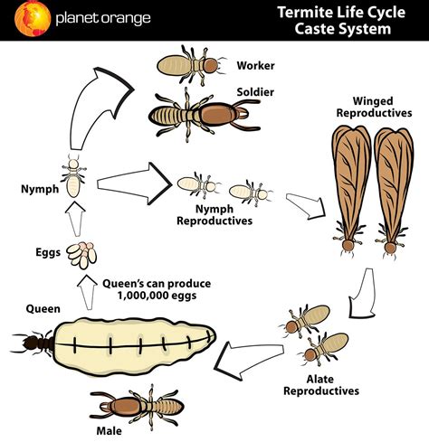 Termite Nests: Termite Life Cycle Stages