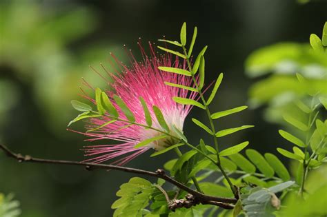 Flower Leaves Nature Free Photo On Pixabay Pixabay