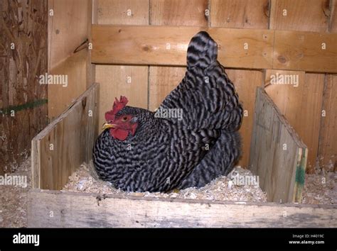 Chicken Egg Laying Enclosure Hi Res Stock Photography And Images Alamy