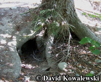 Animal Tracks - Gray Wolf (Canis lupus)