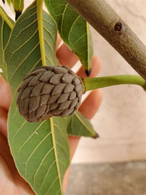 Grafted Red Atemoya Exotic Rare Fruit Tree Cherimoya Crossed W Sugar Apple Ebay