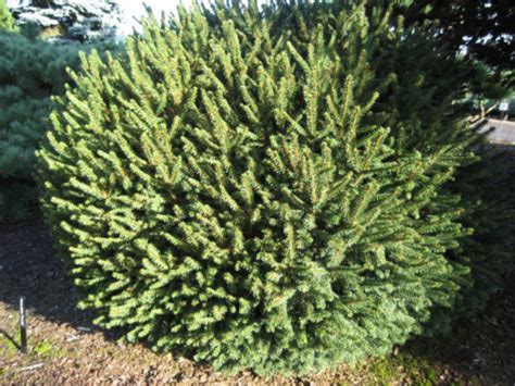 Dwarf Norway Spruce Kiwi Nurseries Ltd