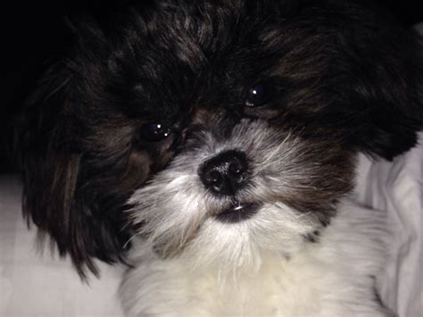 Shih Tzu Bichon Mix Dog