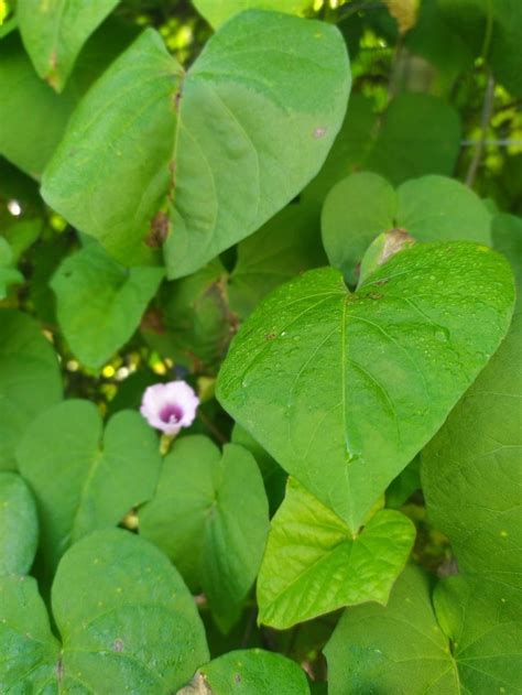 Heart Shaped Leaf Vine
