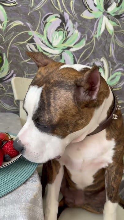 Раф и фрукты🍇 #амстаф #амстафф#стафф#стаффорд #лайфстайлблог#лайф#стаф ...