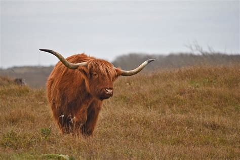 Vandaag In Het Duin 9 Op Zoek Naar Grote Grazers Haarlem