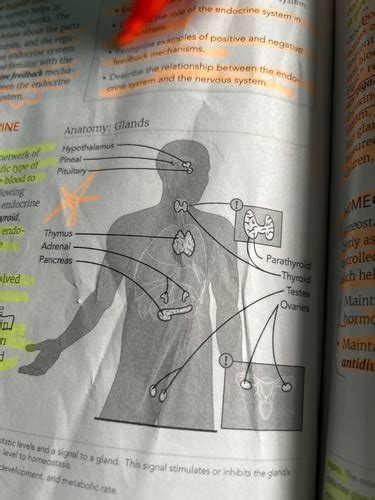 Endocrine System Flashcards Quizlet