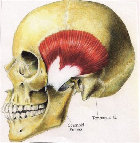 Oral Anatomy Exam Muscle Lab Flashcards Quizlet