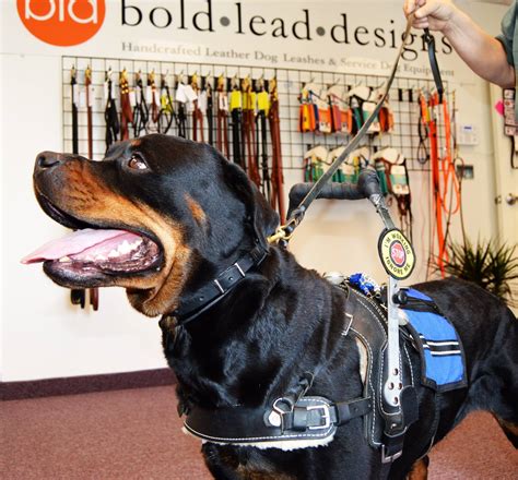 Mobility Support Harness™ For Brace And Balance Stability Assistance