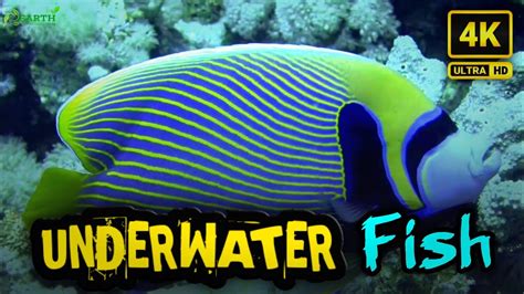 Under Water World 1080p Ultra HD The Most Beautiful Coral Reefs And