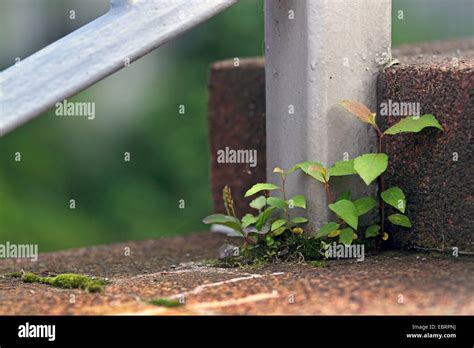 Pussy Willow Goat Willow Great Sallow Salix Caprea Seedling On A Pavement At A Strair
