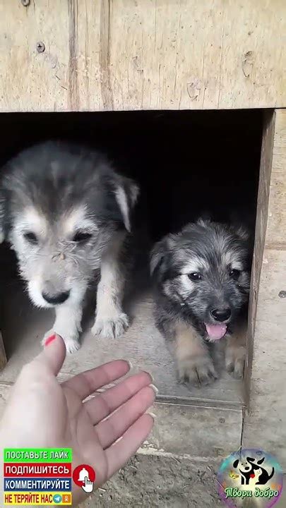 Трусишки - YouTube